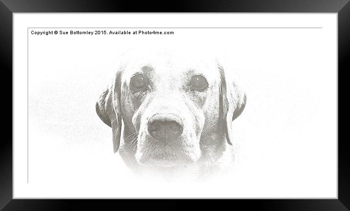  Four year old Golden Labrador Framed Mounted Print by Sue Bottomley