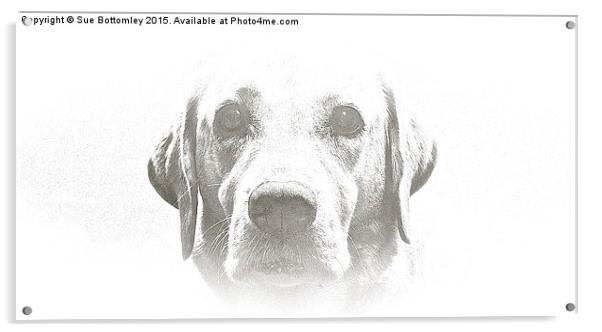  Four year old Golden Labrador Acrylic by Sue Bottomley