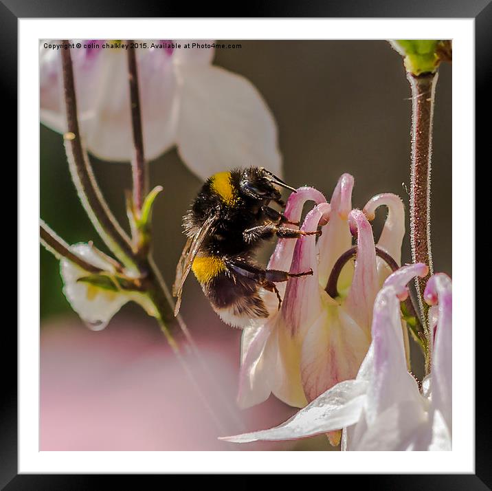  Bee on an Aquilegia Flower Framed Mounted Print by colin chalkley