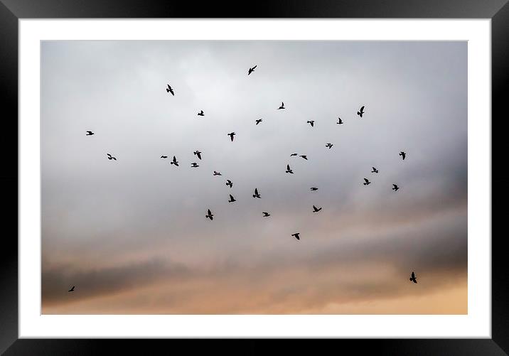  Birds in Flight Framed Mounted Print by Hassan Najmy