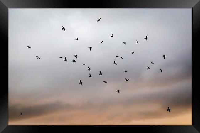 Birds in Flight Framed Print by Hassan Najmy