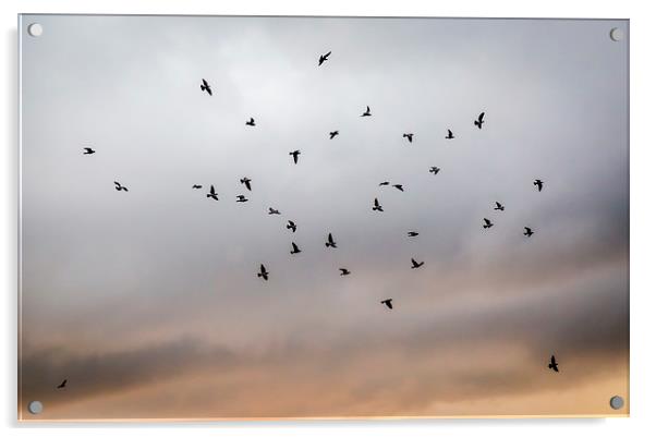  Birds in Flight Acrylic by Hassan Najmy