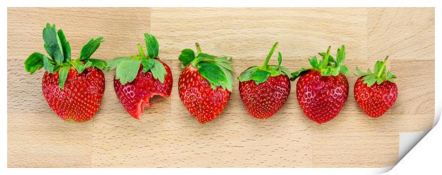  For strawberries lovers Print by Svetlana Sewell