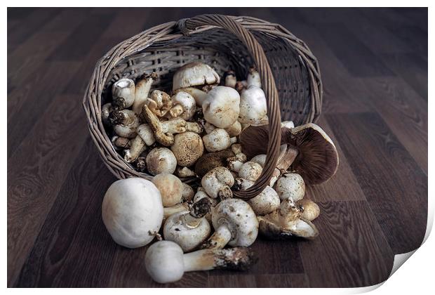  Mushrooms Print by Svetlana Sewell