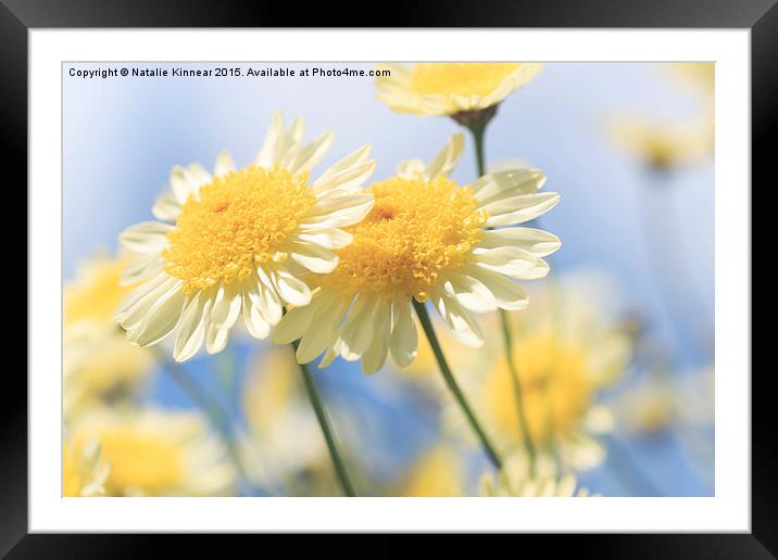 Dreamy Sunlit Marguerite Flowers Against Blue Sky Framed Mounted Print by Natalie Kinnear