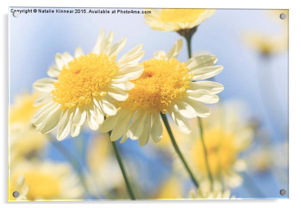Dreamy Sunlit Marguerite Flowers Against Blue Sky Acrylic by Natalie Kinnear