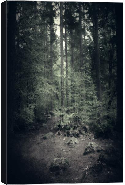  Moody Forest Canvas Print by Svetlana Sewell