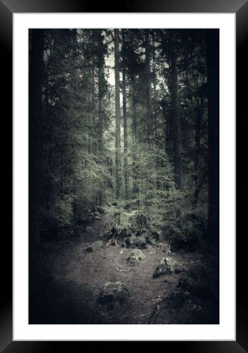  Moody Forest Framed Mounted Print by Svetlana Sewell