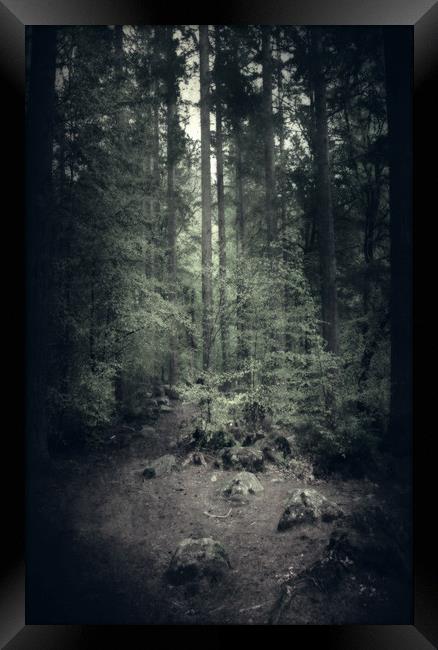  Moody Forest Framed Print by Svetlana Sewell