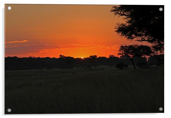 Sunset at Hwange Acrylic by Tony Murtagh