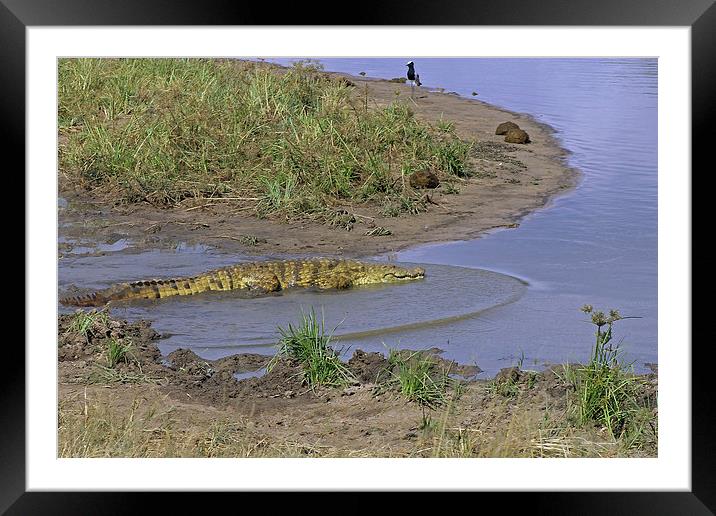 Crocodile   Framed Mounted Print by Tony Murtagh