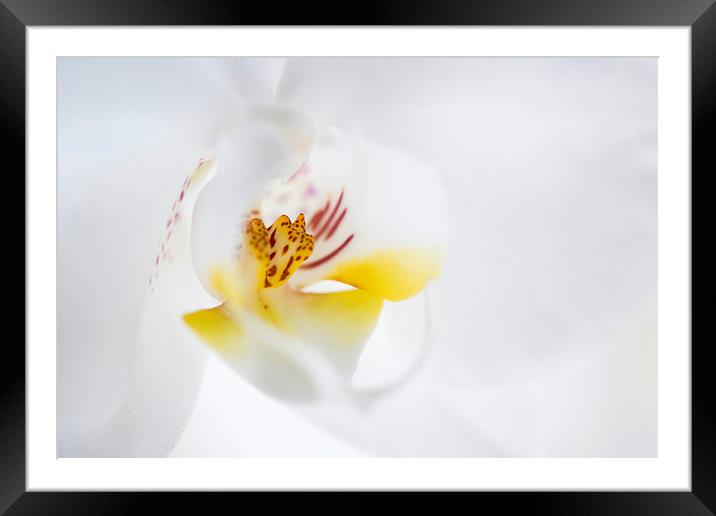  Orchid Framed Mounted Print by Inguna Plume