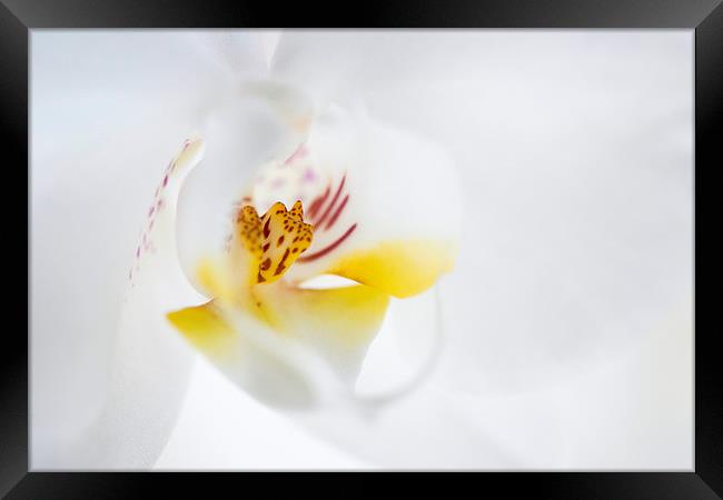  Orchid Framed Print by Inguna Plume