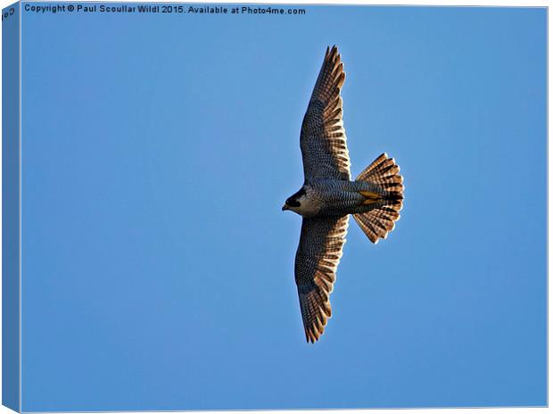  Peregrine Falcon soaring into the sun Canvas Print by Paul Scoullar