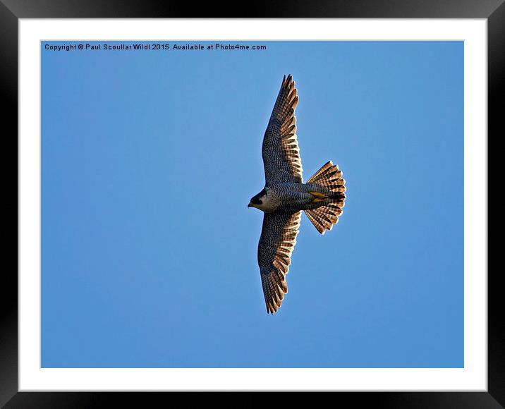  Peregrine Falcon soaring into the sun Framed Mounted Print by Paul Scoullar