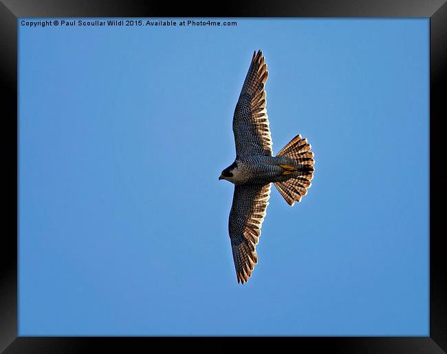  Peregrine Falcon soaring into the sun Framed Print by Paul Scoullar
