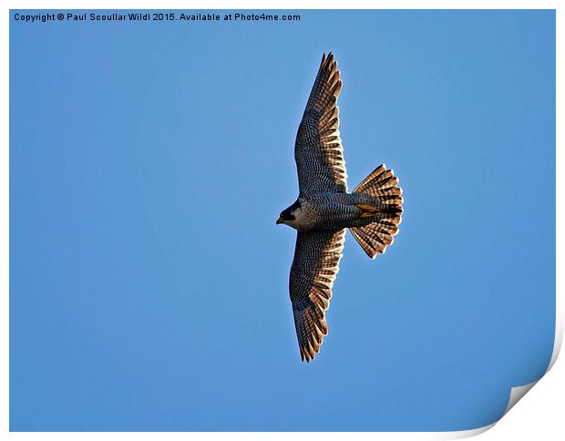  Peregrine Falcon soaring into the sun Print by Paul Scoullar