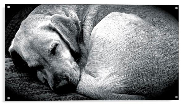  Sleeping Labrador dog  Acrylic by Sue Bottomley