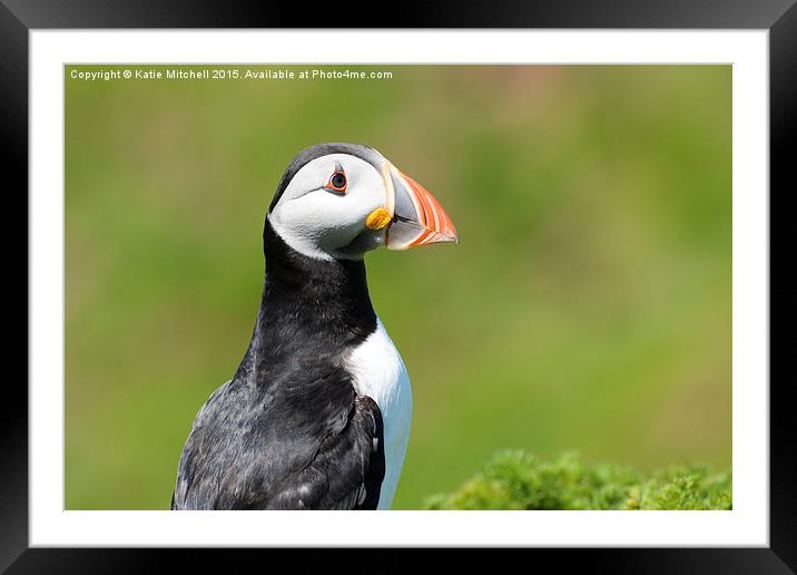 Puffin on Skomer Island Framed Mounted Print by Katie Mitchell