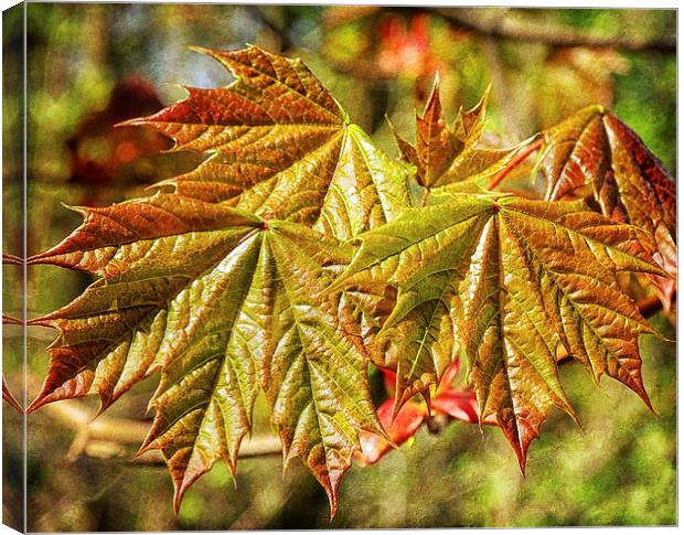 Maples Canvas Print by Mary Lane