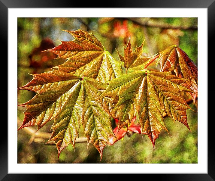 Maples Framed Mounted Print by Mary Lane
