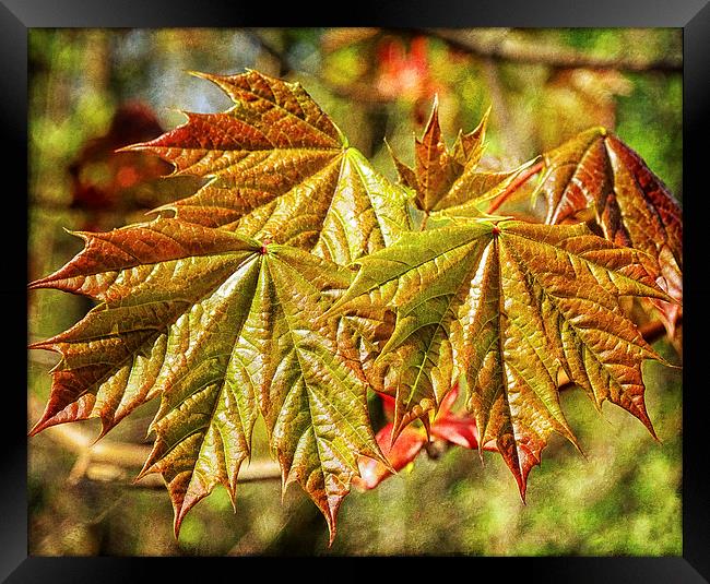 Maples Framed Print by Mary Lane