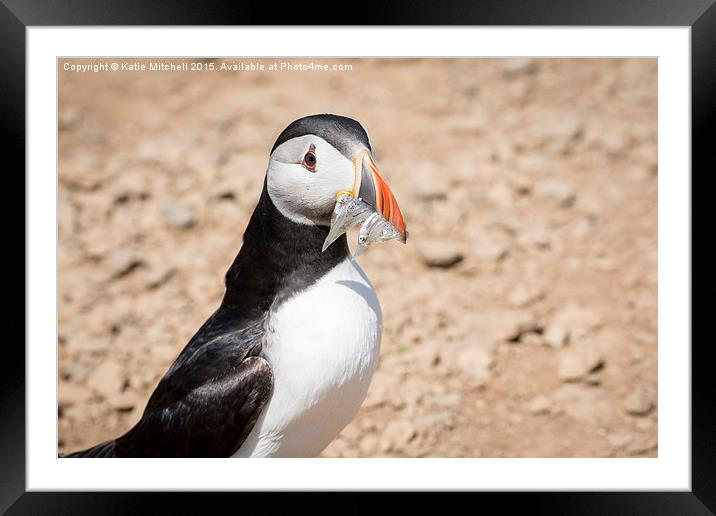  Puffin with sand eels Framed Mounted Print by Katie Mitchell