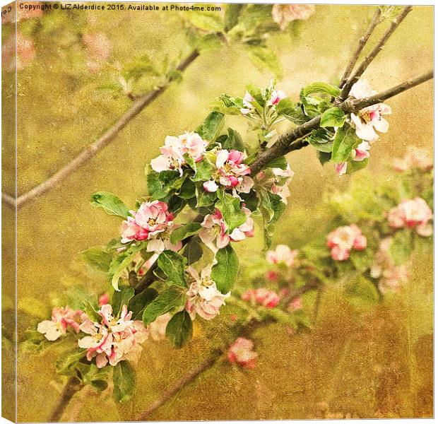 Delicate Beauty in Full Bloom Canvas Print by LIZ Alderdice