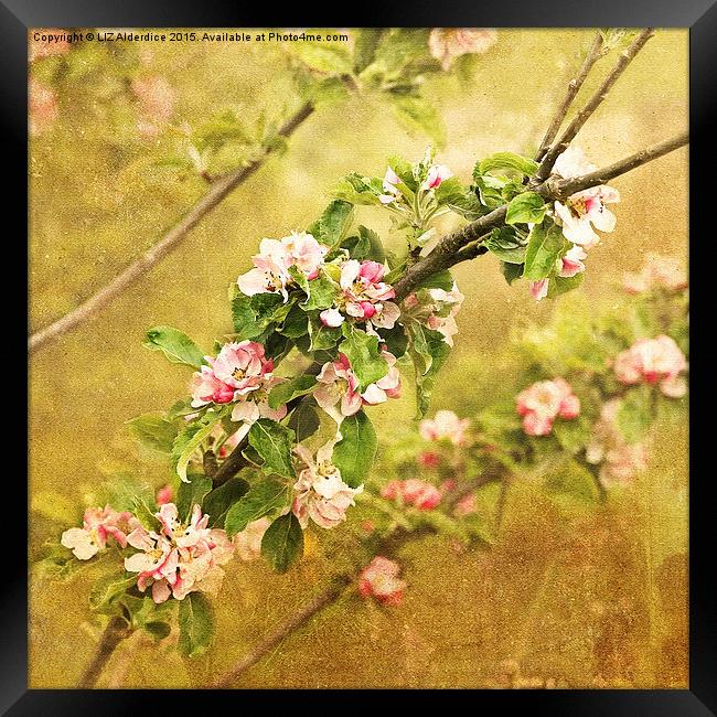 Delicate Beauty in Full Bloom Framed Print by LIZ Alderdice