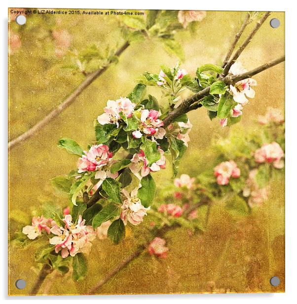 Delicate Beauty in Full Bloom Acrylic by LIZ Alderdice