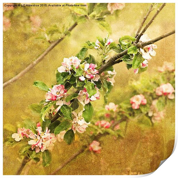 Delicate Beauty in Full Bloom Print by LIZ Alderdice