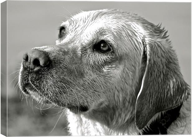  Wet Labrador black and white photograph Canvas Print by Sue Bottomley