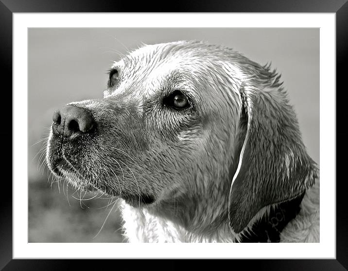  Wet Labrador black and white photograph Framed Mounted Print by Sue Bottomley