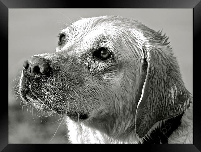  Wet Labrador black and white photograph Framed Print by Sue Bottomley