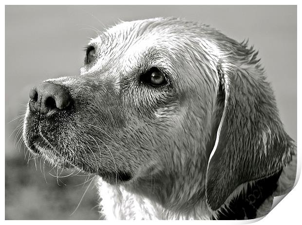  Wet Labrador black and white photograph Print by Sue Bottomley