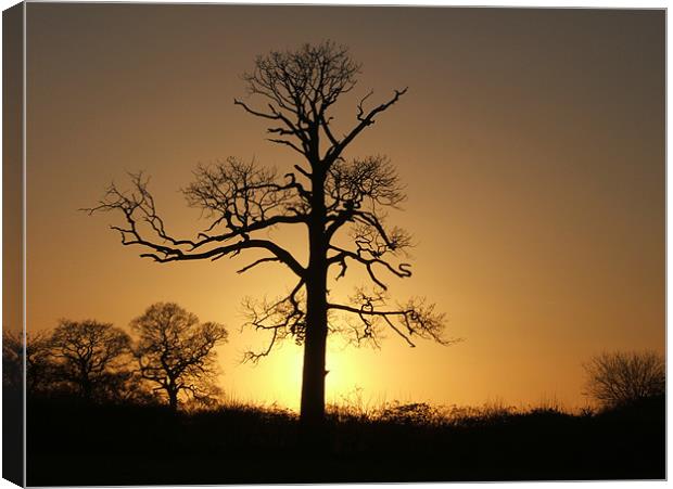 Winter Sunset on the Old Tree Canvas Print by Stephen McCorrie