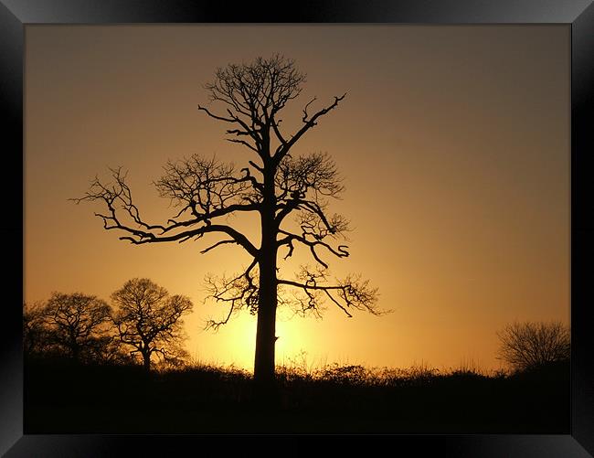 Winter Sunset on the Old Tree Framed Print by Stephen McCorrie