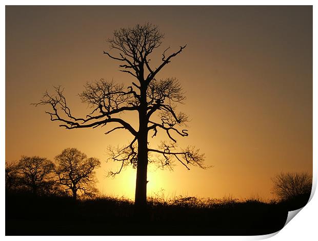 Winter Sunset on the Old Tree Print by Stephen McCorrie