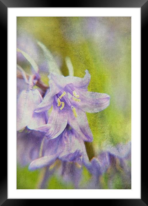 Textured Bluebells Framed Mounted Print by Sarah Couzens