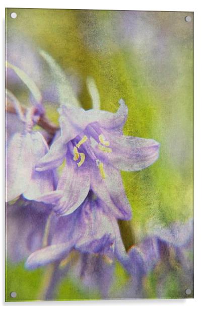 Textured Bluebells Acrylic by Sarah Couzens