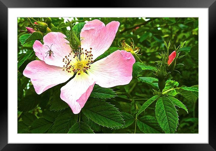 Dog rose, Wild rose Framed Mounted Print by Sue Bottomley
