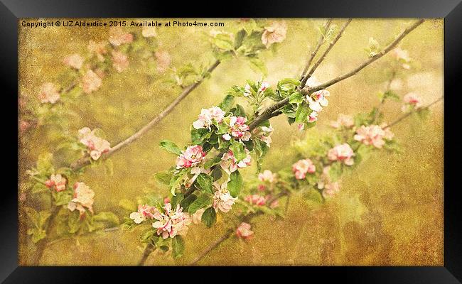 Golden Arch of Apple Blossom Framed Print by LIZ Alderdice