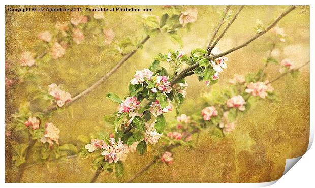 Golden Arch of Apple Blossom Print by LIZ Alderdice