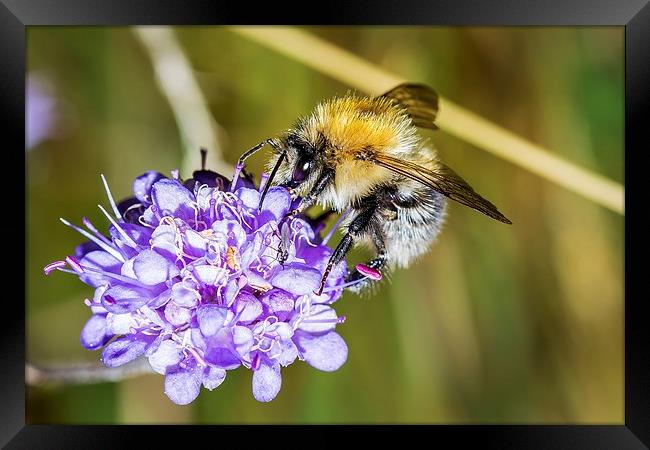 Collecting nectar Framed Print by Dean Merry