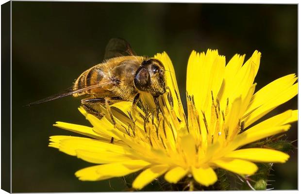 Collecting nectar Canvas Print by Dean Merry