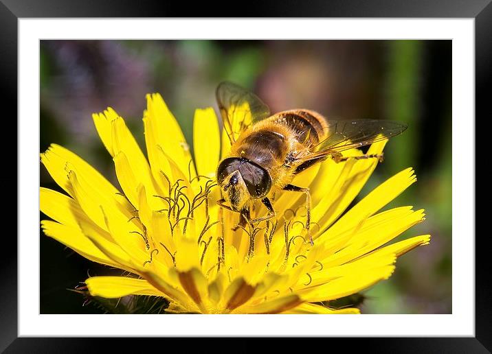 Collecting nectar  Framed Mounted Print by Dean Merry