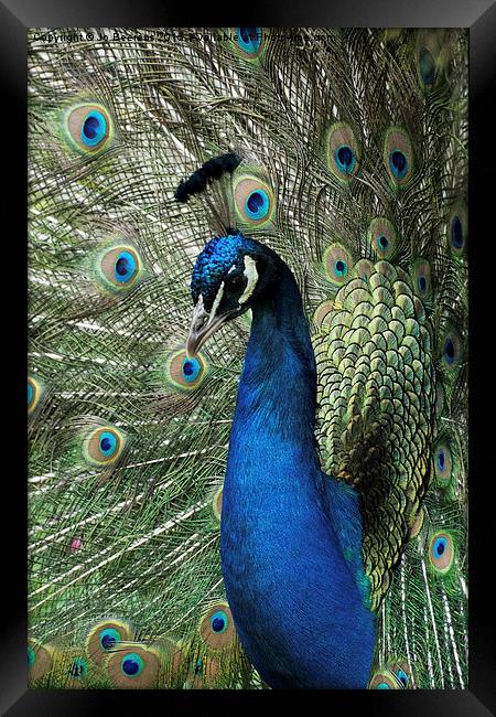 peacock display Framed Print by Jo Beerens