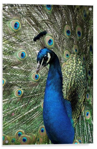 peacock display Acrylic by Jo Beerens