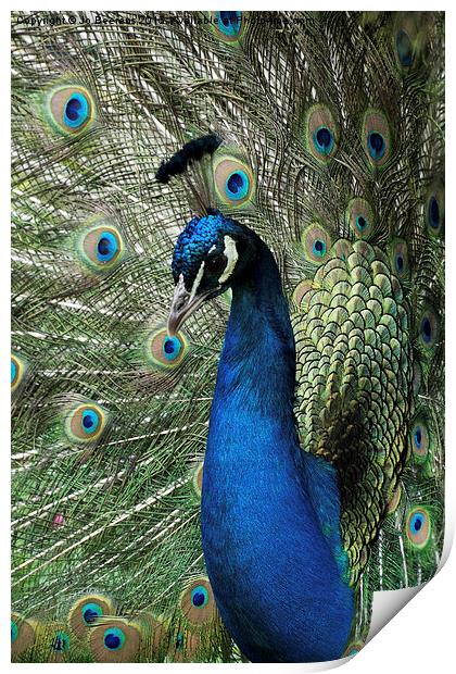 peacock display Print by Jo Beerens