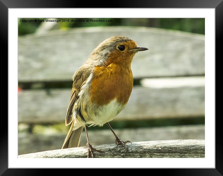 Robin  Framed Mounted Print by Sara Messenger